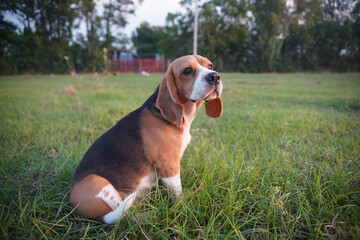 Portrait of a cute beagle dog on the green grass .