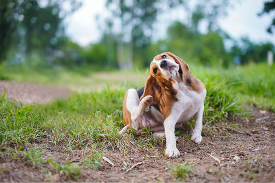 A cute tri-color beagle dog scratching body outdoor on the grass field.