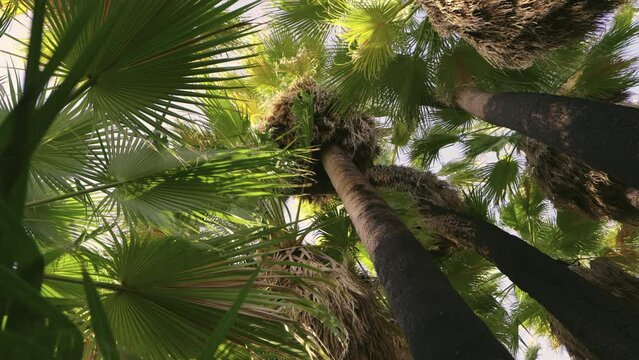 Looking up through fan palm fronds at Willis Palms oasis