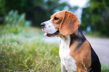 Head shot portrait of a cute tri-color beagle dog sitting on the green grass, background bokeh ,shooting with a shallow depth of field .