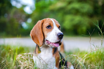 A cute tri-color beagle dog sitting on the green grass, background bokeh ,shooting with a shallow depth of field .
