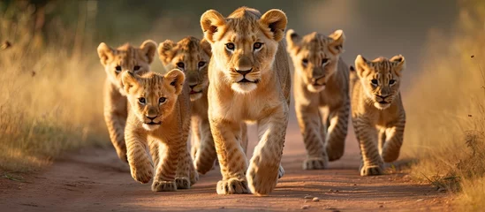 Foto op Aluminium A bunch of lion cubs and lionesses are walking on a road in the savannah showing the beauty of the natural habitat and wildlife © 2rogan