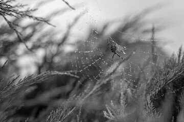 Photography to theme big tabby spider on dew web