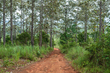 Fototapeta premium Landscape of gravel road in countryside with meadow. Road in rainy season..