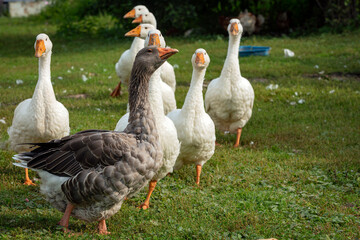 Domestic geese walk around the village in free range