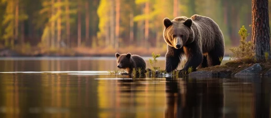 Keuken spatwand met foto Autumn in Europe bear and young at forest lake in Finland natures wildlife © 2rogan