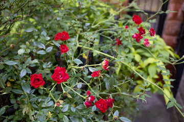 Obraz premium red berries on a bush