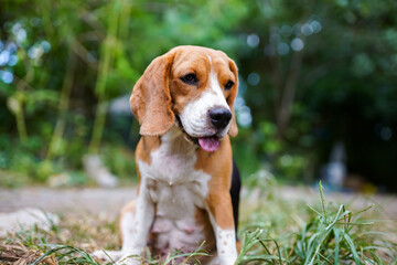 A cute beagle dog sitting on the green grass outdoor in the field,shoot with a shallow depth of field.