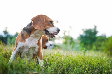 A  tri-color beagle dog sitting on the green grass out door in the field. Focus on face with shallow depth of field.