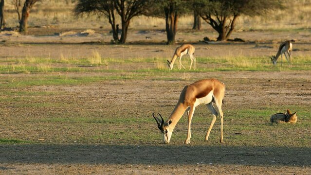 Herd of springbok antelopes (Antidorcas marsupialis) feeding in late afternoon light, Kalahari desert, South Africa