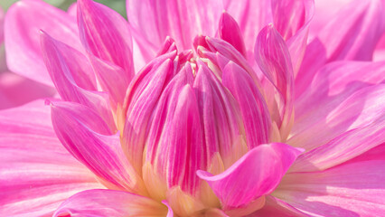 Pink Dahlia Close up