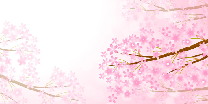 桜　春　水彩　背景