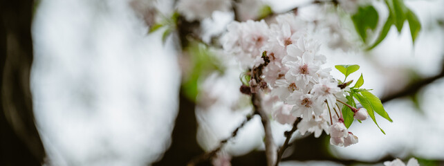 spring in the forest of sakura flower nature concept background.