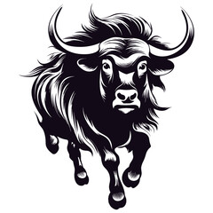 Dangerous black long hair wild yak running towards