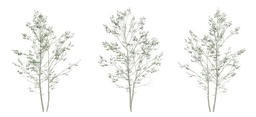Set of birch tree on transparent background, 3d illustration.