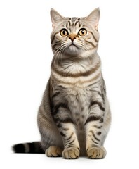 gray tabby pet cat isolated on white color background