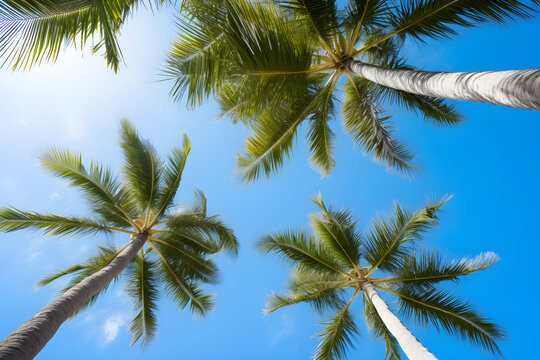 Blue sky and palm trees view from below, tropical beach and summer background, travel concept