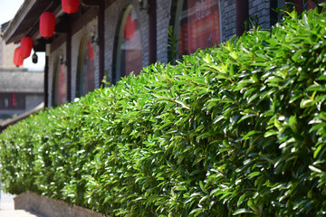 Shrubs in front of ancient buildings in summer