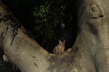 Common brushtail possum