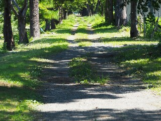 緑あふれる木漏れ日の道