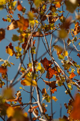 Fall leaves and colors 