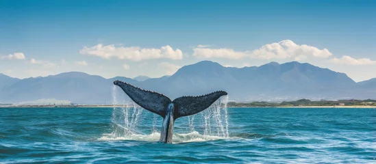 Foto op Canvas Humpback whales tail in False Bay off Southern Africa Coast © 2rogan