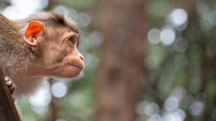  A close up of Rhesus Monkey (Rhesus Macaque) sitting and looking around - obrazy, fototapety, plakaty
