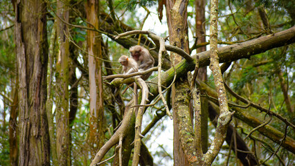 A baby monkey(Rhesus monkey) and its mother sitting in a tree