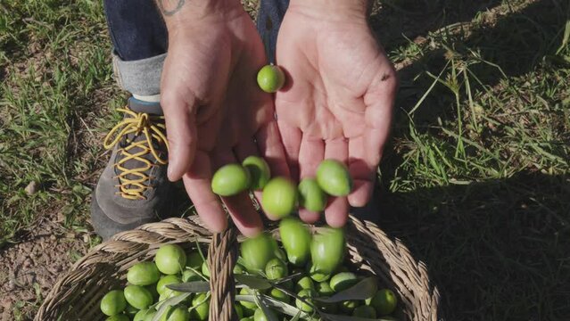 Slow motion of the hands of a farmer showing the freshly picked olives during the day's harvest and in the sunlight, slowly letting them fall