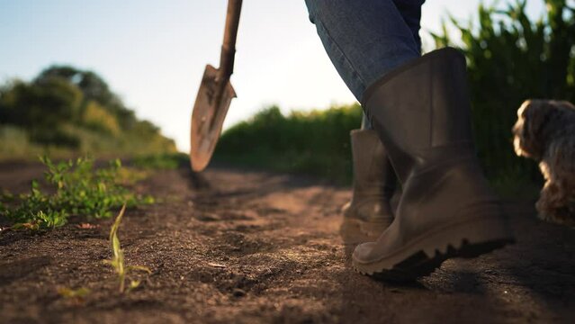 Farmer works in corn field. man walks across field with shovel for work. Agronomist checks corn crop. Agronomist in rubber boots working in field. Legs in boots walk across field. work in agriculture