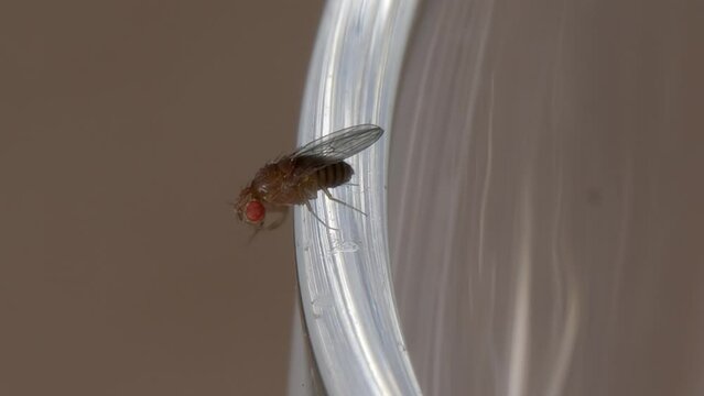 Fruit fly quickly rubs front legs together as it hangs on to edge of clear plastic cup