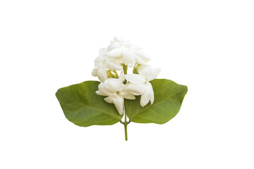 Fototapeta na wymiar white flowers jasmine local flora arrangement flat lay postcard style 
