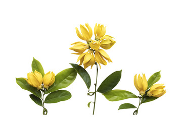 yellow flowers ylang ylang local flora arrangement flat lay postcard style 