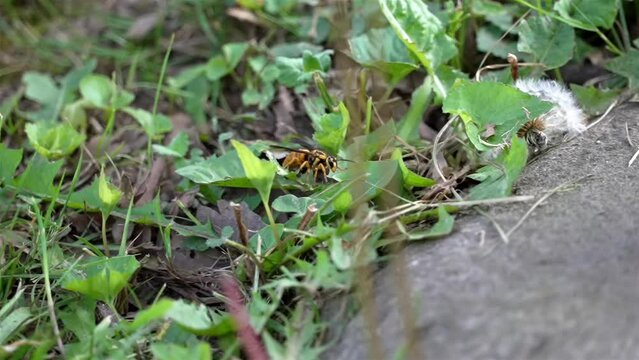 Telephoto view of wasp traversing crawling along grassy weeds in yard, using legs to move