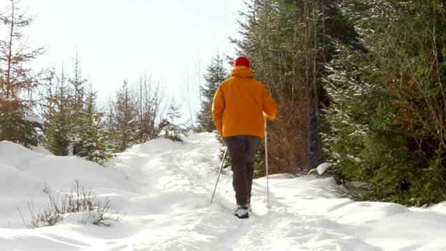 A young male tourist in an orange jacket, with trekking poles and a backpack walks through the winter forest. Winter tourism and entertainment. Walk in the fresh air. Activity