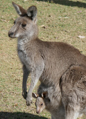 Naklejka na ściany i meble Kangaroo in a paddock with inquisitive Joey-in pouch NSW