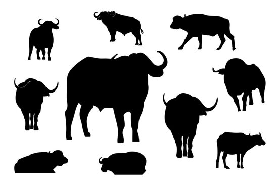 Set of silhouette buffalo bulls vector design template