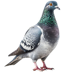Standing pigeon isolated on transparent - obrazy, fototapety, plakaty