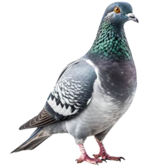 Deurstickers Standing pigeon isolated on transparent © kilimanjaro 
