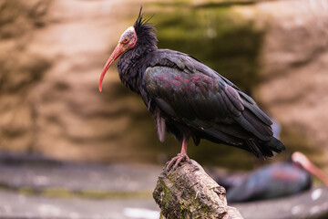wunderschöner schwarzer Waldrapp Vogel sitzt auf einem Ast vor einem Bokeh Hintergrund im Seitenprofil