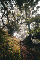 Scenic view of laurel trees overgrown with moss and ferns in the Fanal forest on Madeira, Portugal, like a scene from a misty, creepy horror movie