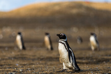 Fototapeta premium Chile
