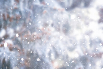 Blurred snow background. Winter landscape. Trees and plants covered with snow.