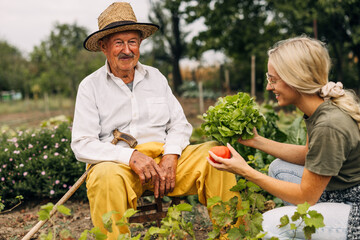 Happy grandfather sitting in the garden while his granddaughter is harvesting vegetables