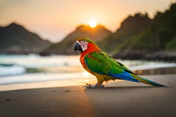 red and yellow macaw