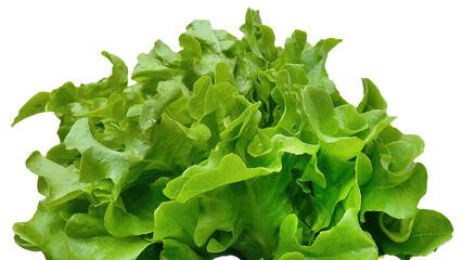 Isolated side view of green oak lettuce salad, hydroponic vegetables, fresh organic plantation, business product concept, cultivation farm, white background with clipping path - obrazy, fototapety, plakaty
