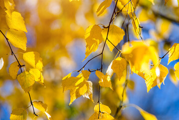 Autumn background-yellow birch leaves in the city Park
