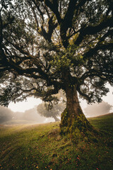 Fototapeta premium Scenic view of a laurel tree overgrown with moss and ferns in the Fanal forest on Madeira, Portugal, surrounded by dense fog creeping up the mountain