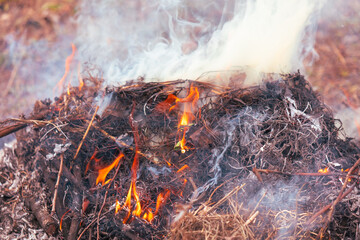 Burning dry branches in the forest, close-up