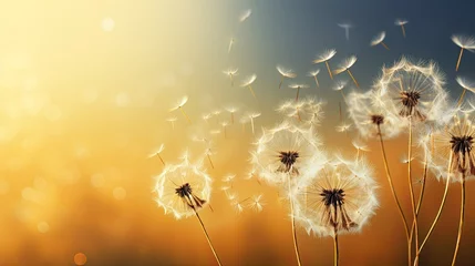 Foto op Canvas dandelion seeds in the wind at sunset, macro photography with copy space © NAITZTOYA